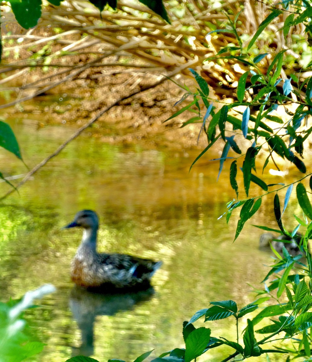 Canard colvert - ML620788965