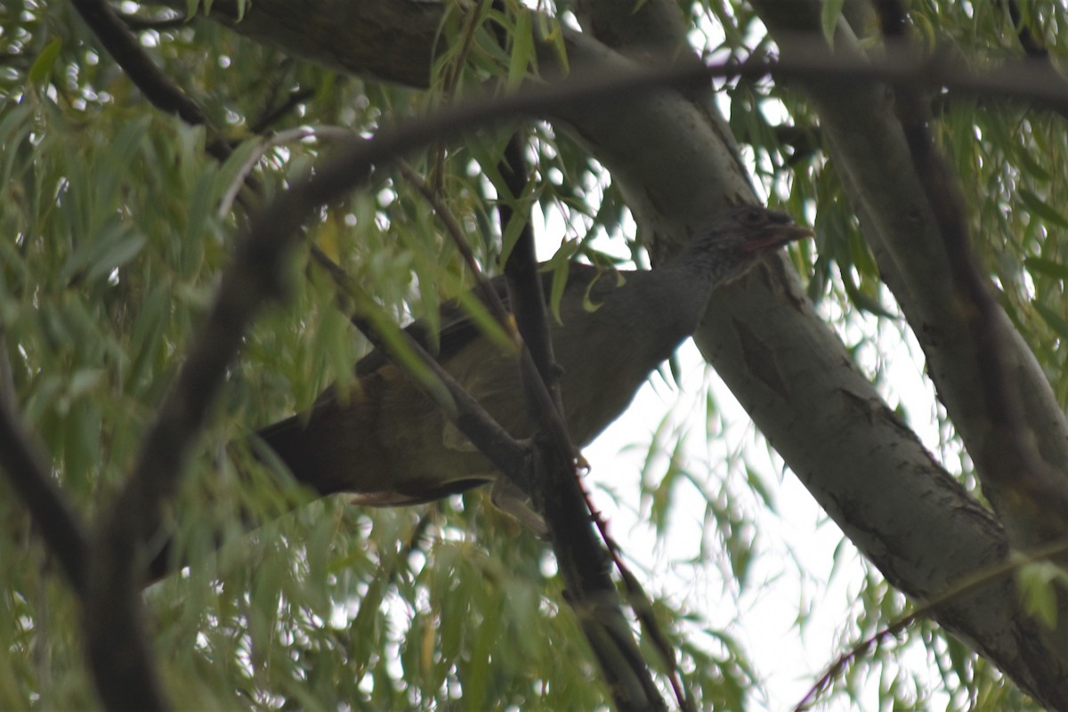 Chaco Chachalaca - ML620788966