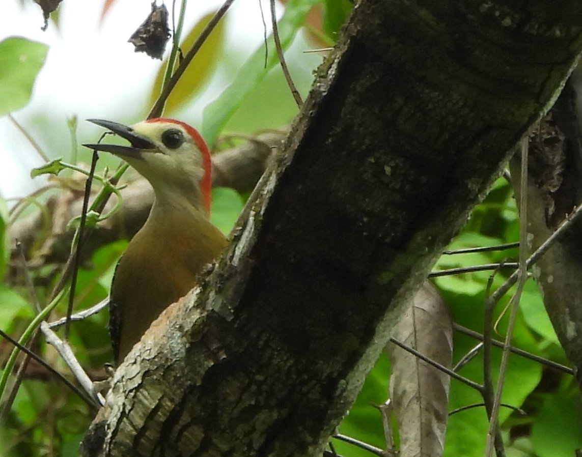 Jamaican Woodpecker - ML620788967