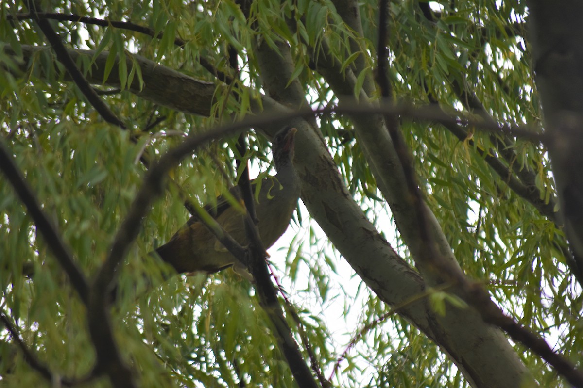 Chaco Chachalaca - ML620788968