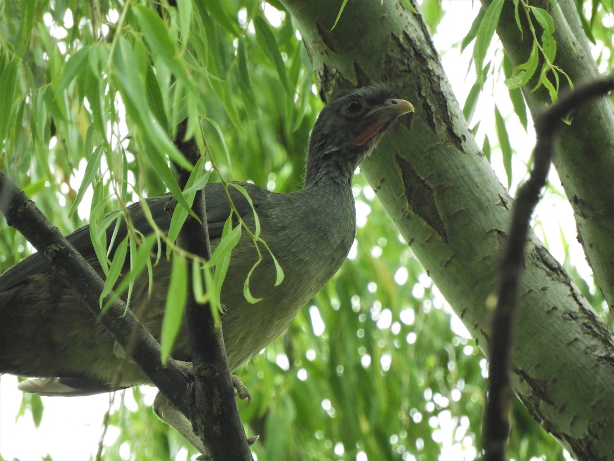 Chaco Chachalaca - ML620788969