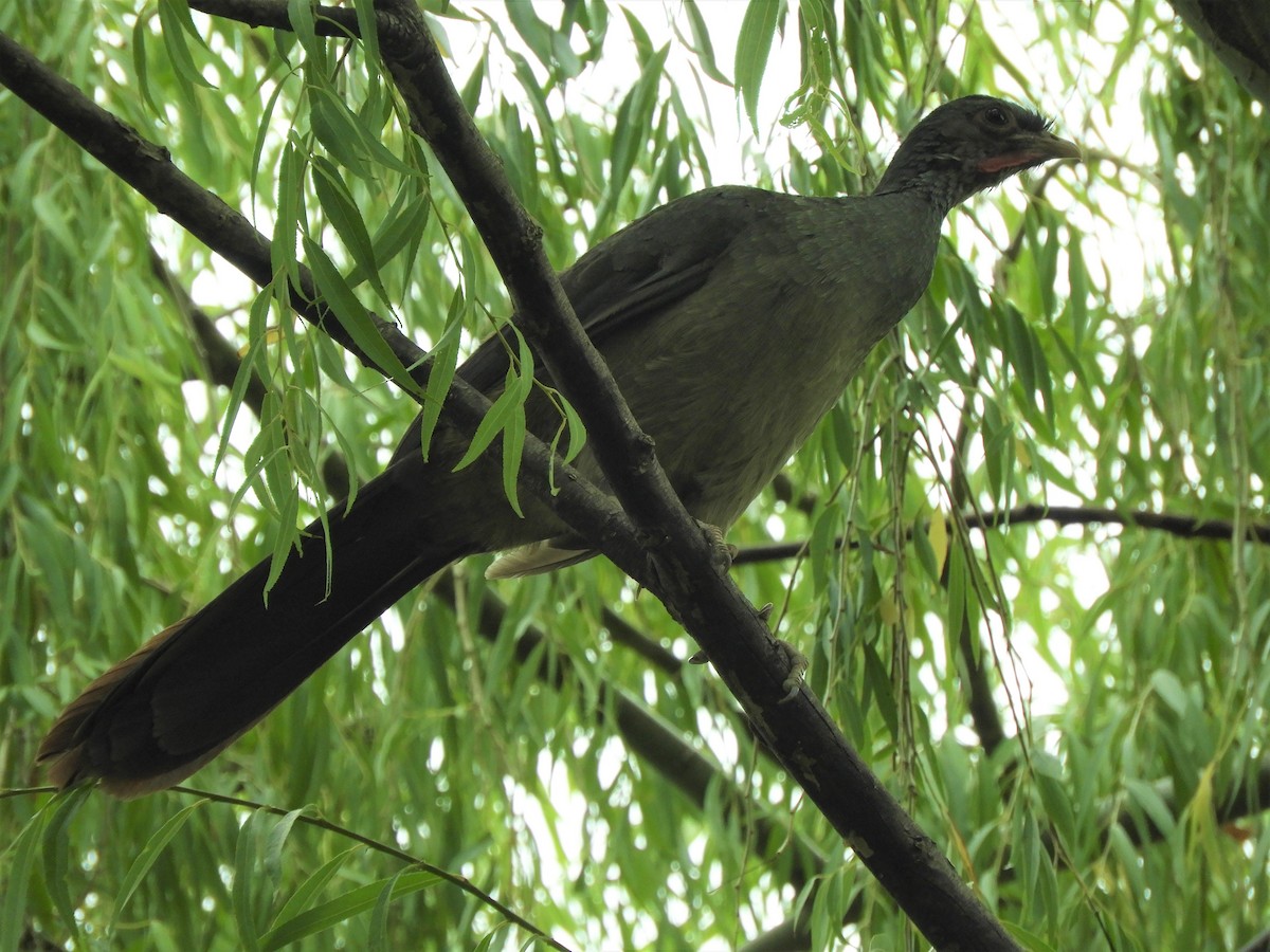 Chaco Chachalaca - ML620788970