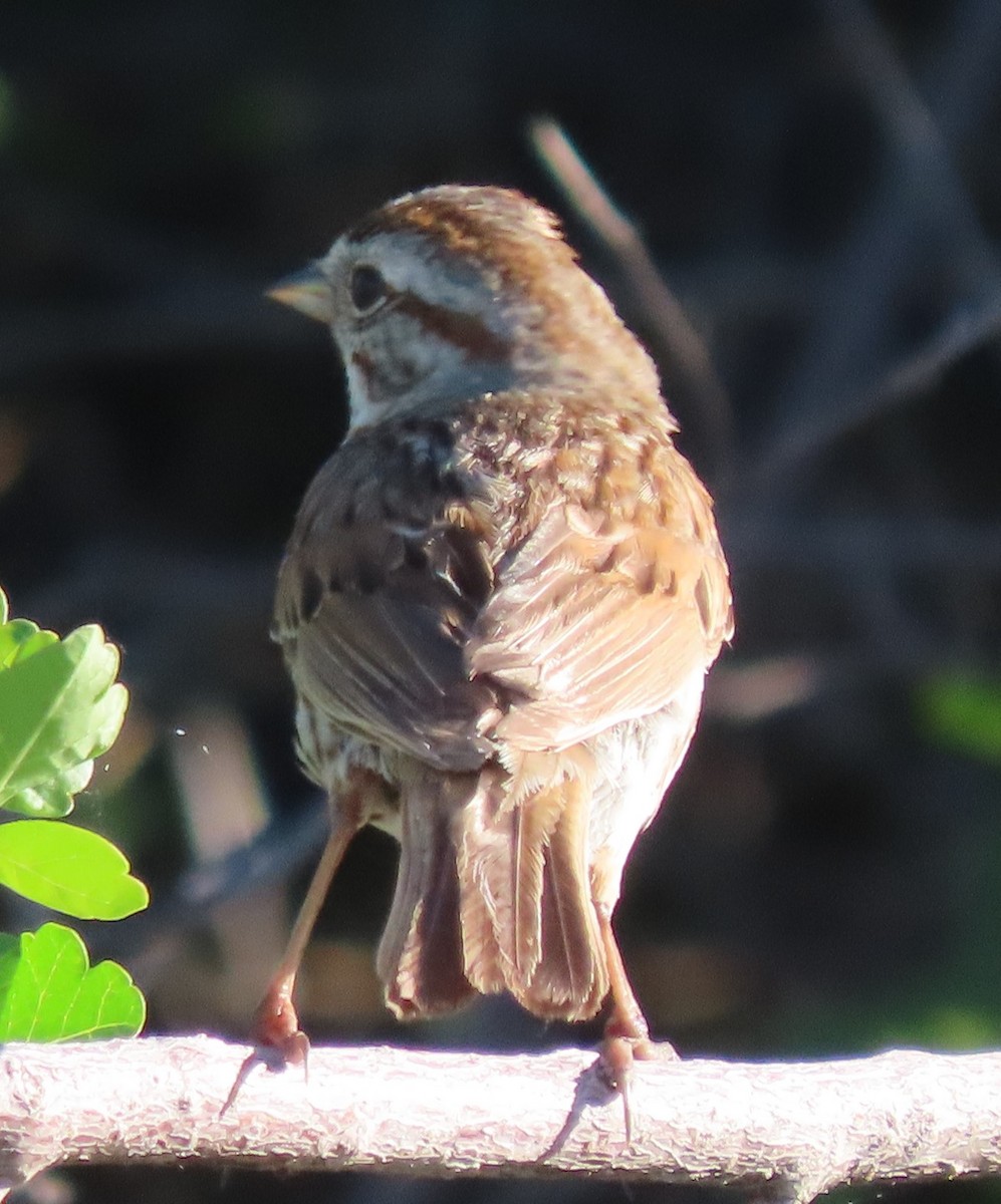 Chipping Sparrow - ML620788972