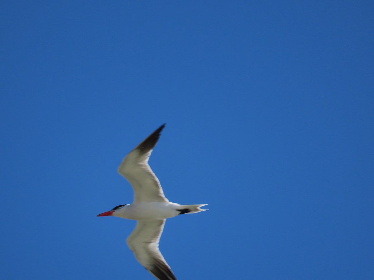 Caspian Tern - ML620788974