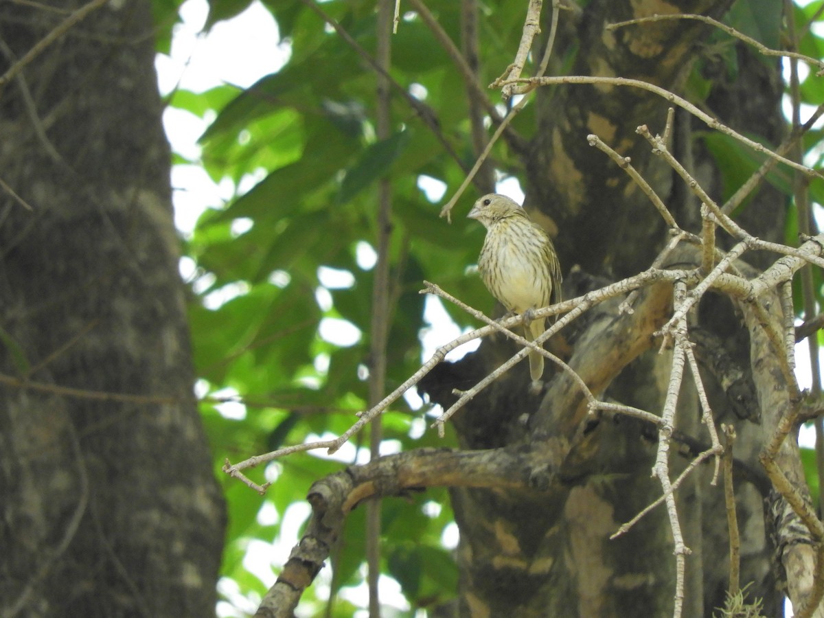 Saffron Finch - ML620788975