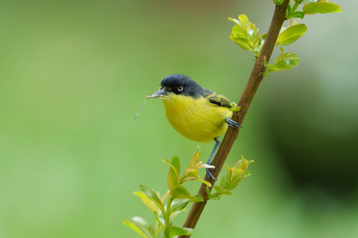 Common Tody-Flycatcher - ML620788976