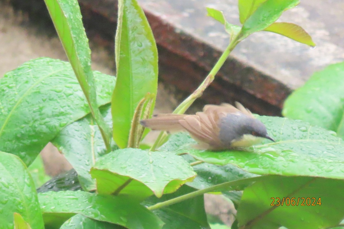 Ashy Prinia - ML620788977