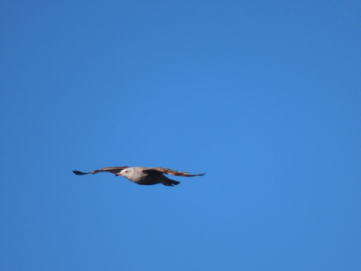 Ring-billed Gull - ML620788978