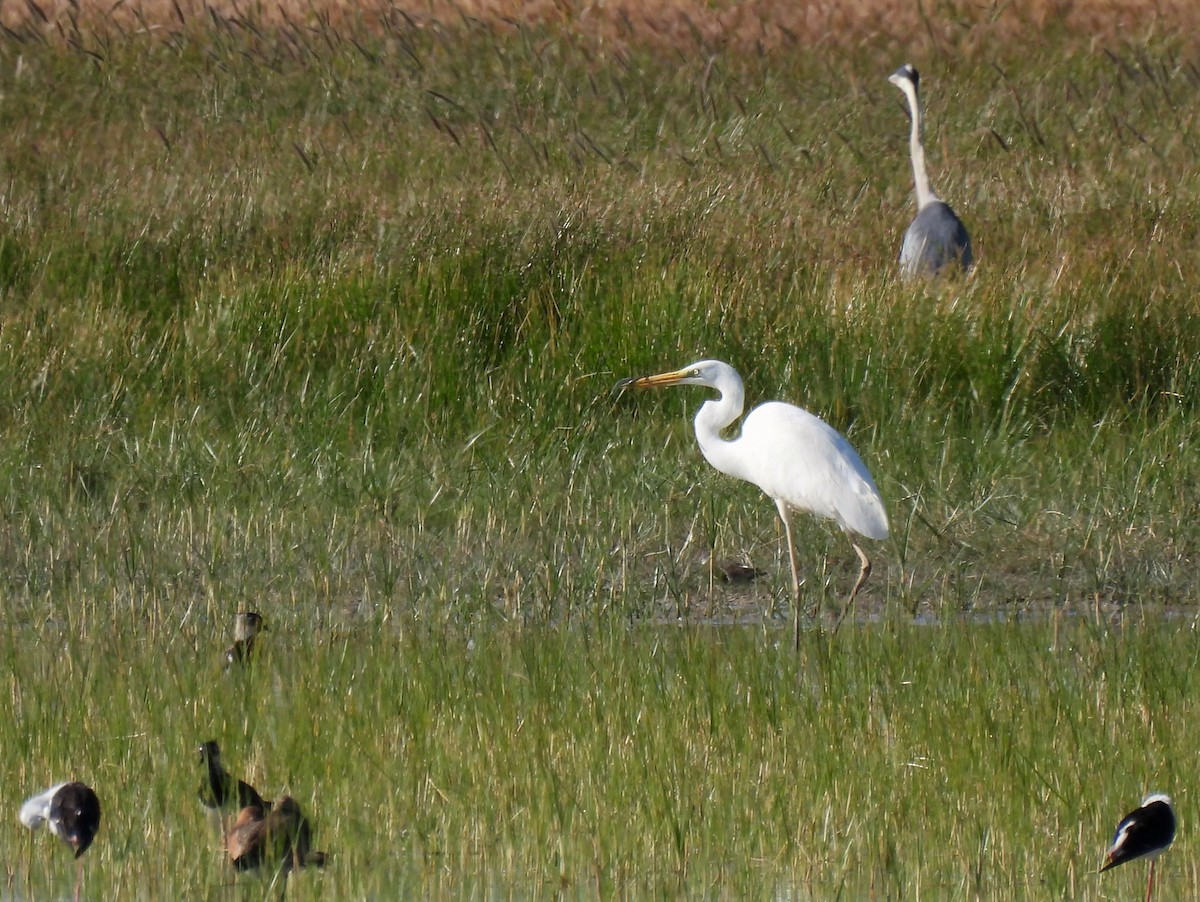 Great Egret - ML620788979