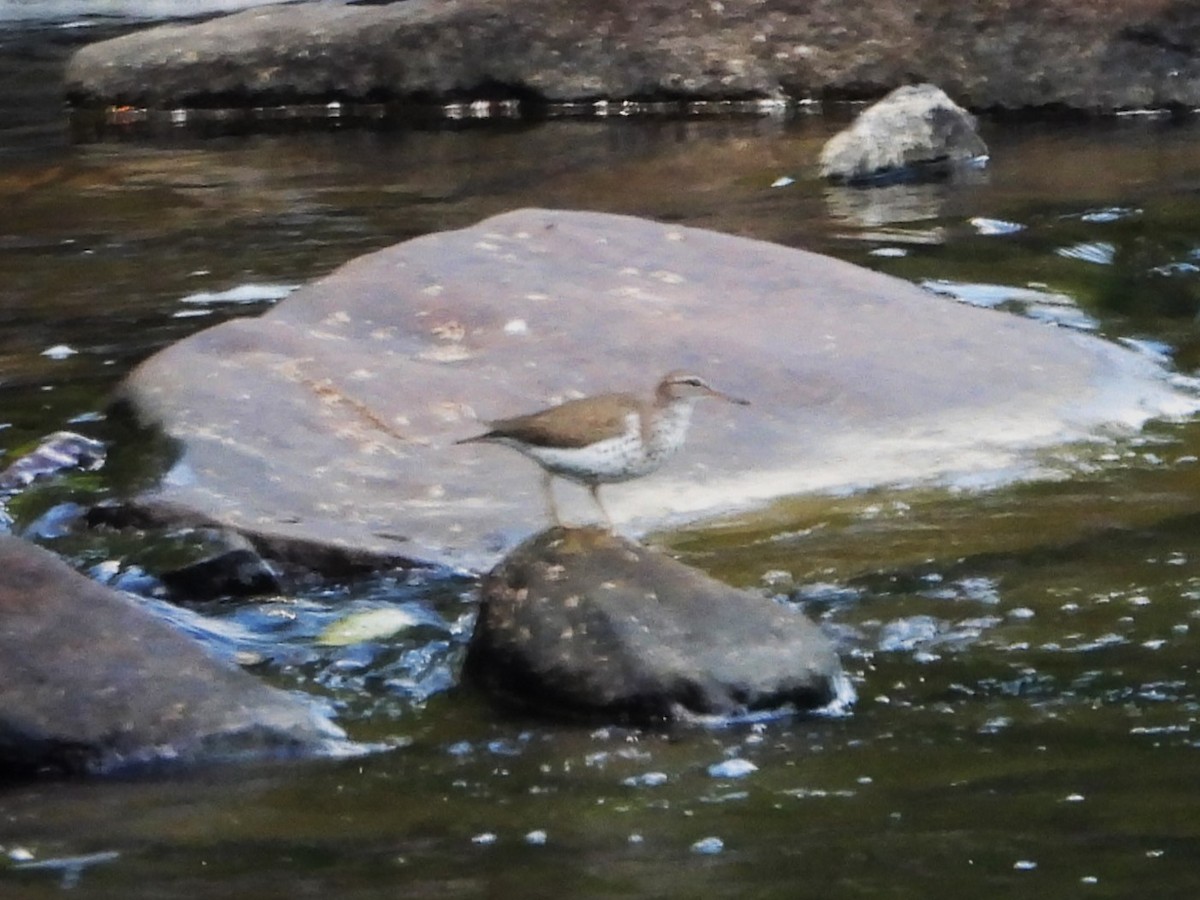 Spotted Sandpiper - ML620788981