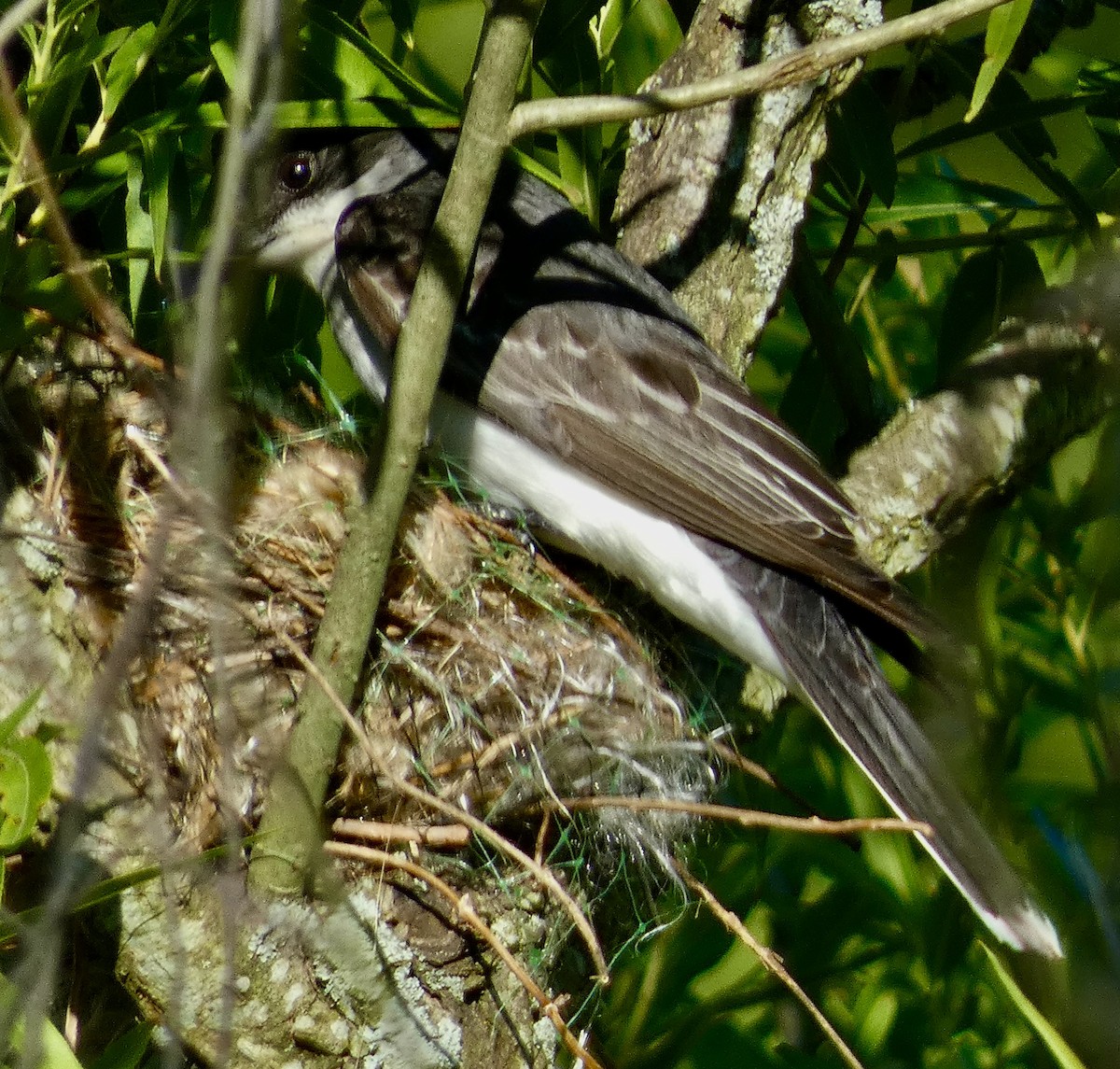 Eastern Kingbird - ML620788982