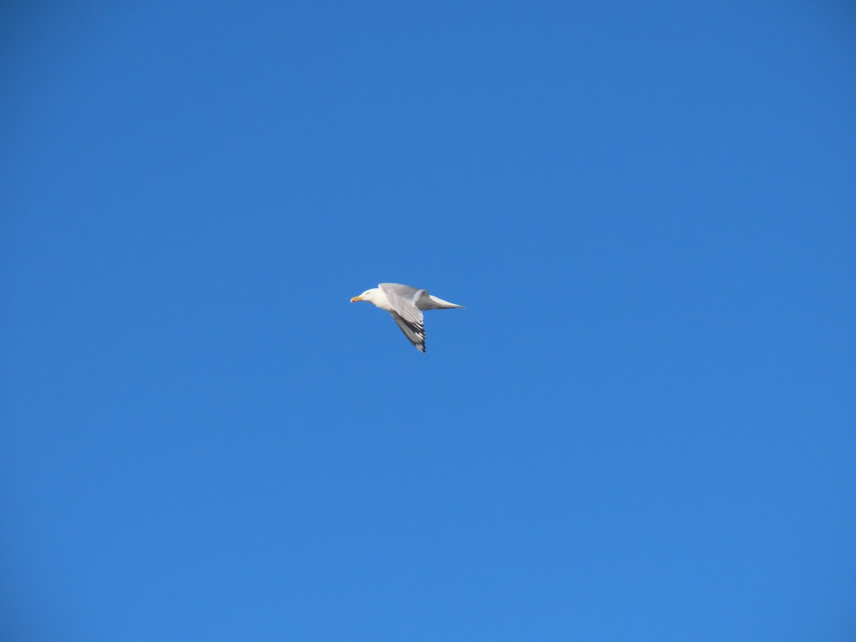 Herring Gull - ML620788984