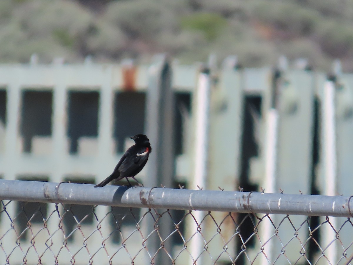 Tricolored Blackbird - ML620788986