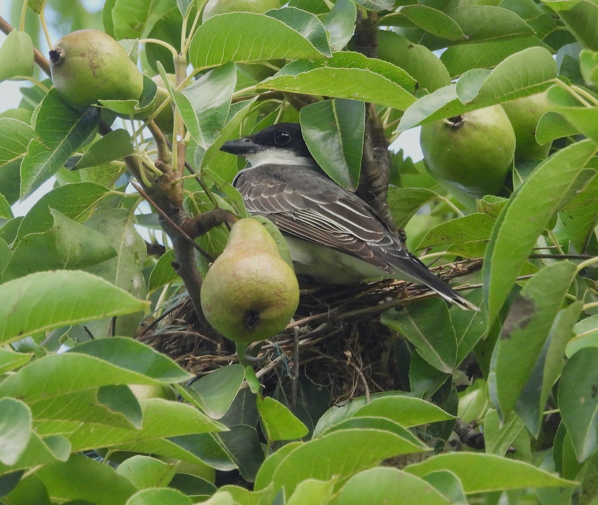 Eastern Kingbird - ML620788987