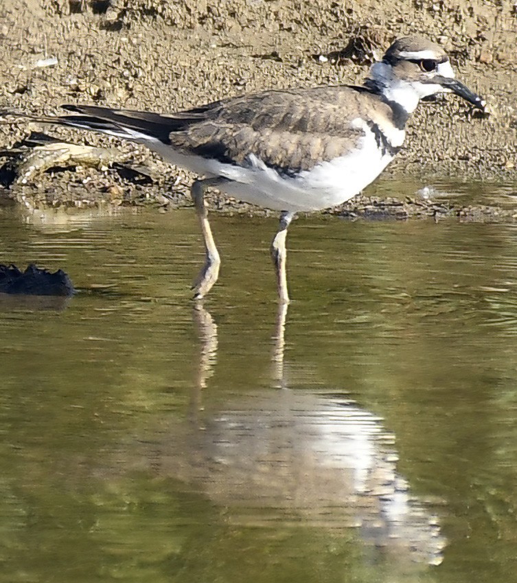 Killdeer - ML620788990