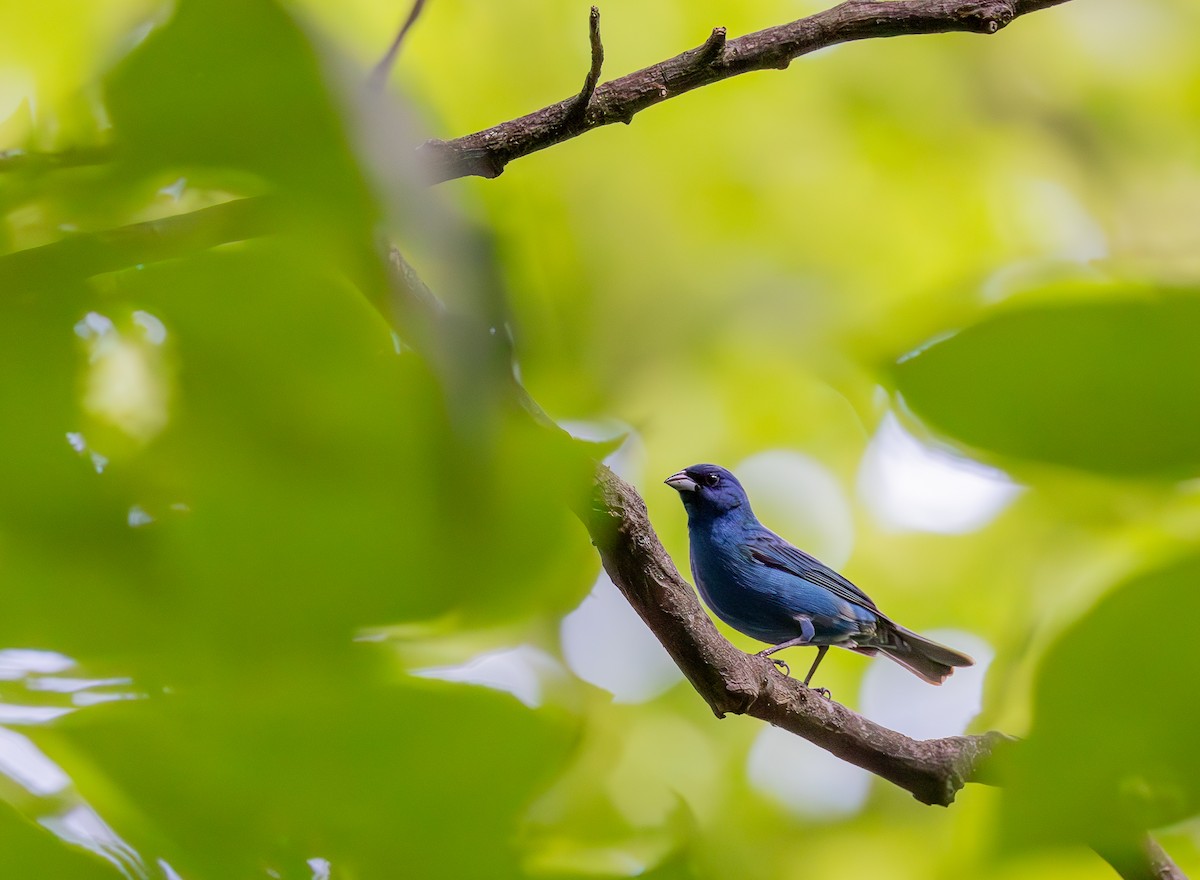 Passerin indigo - ML620789001