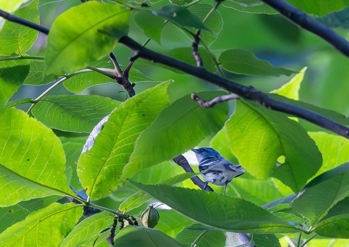 Blauwaldsänger - ML620789002