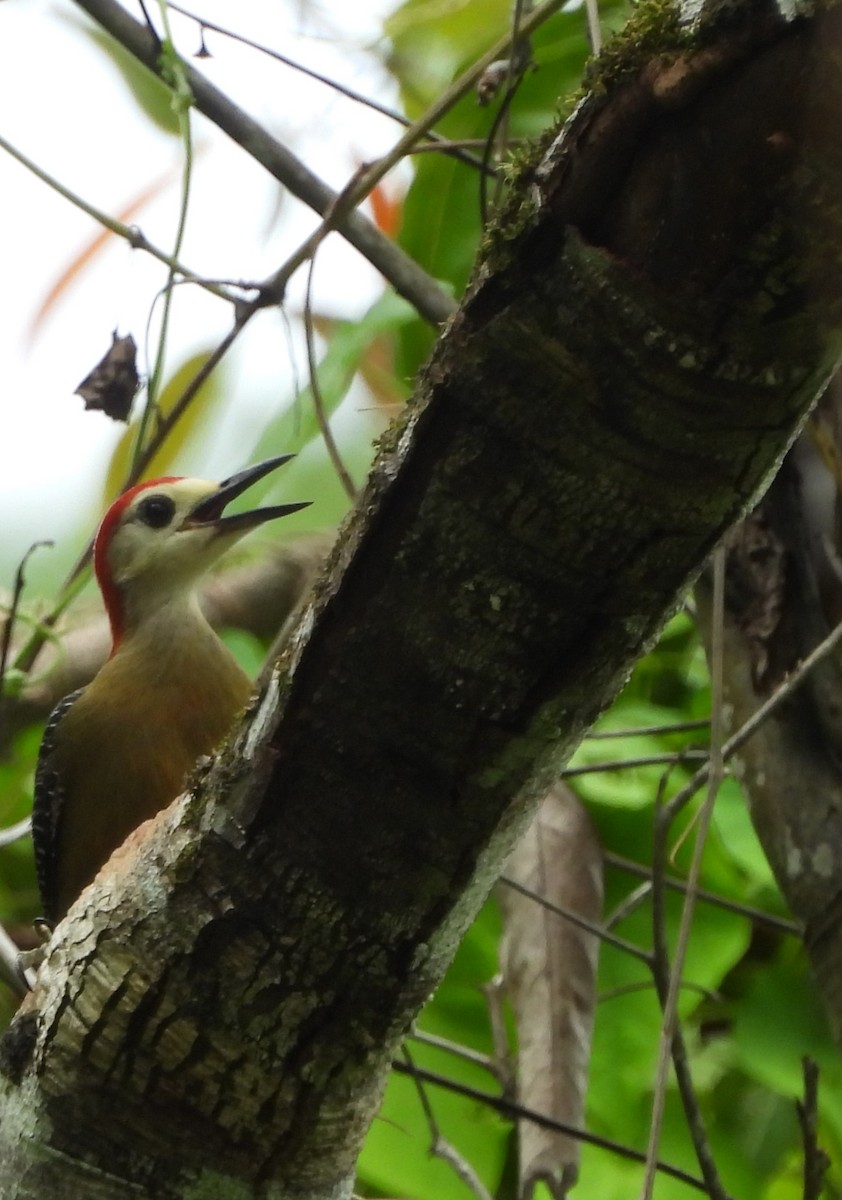 Jamaican Woodpecker - ML620789008