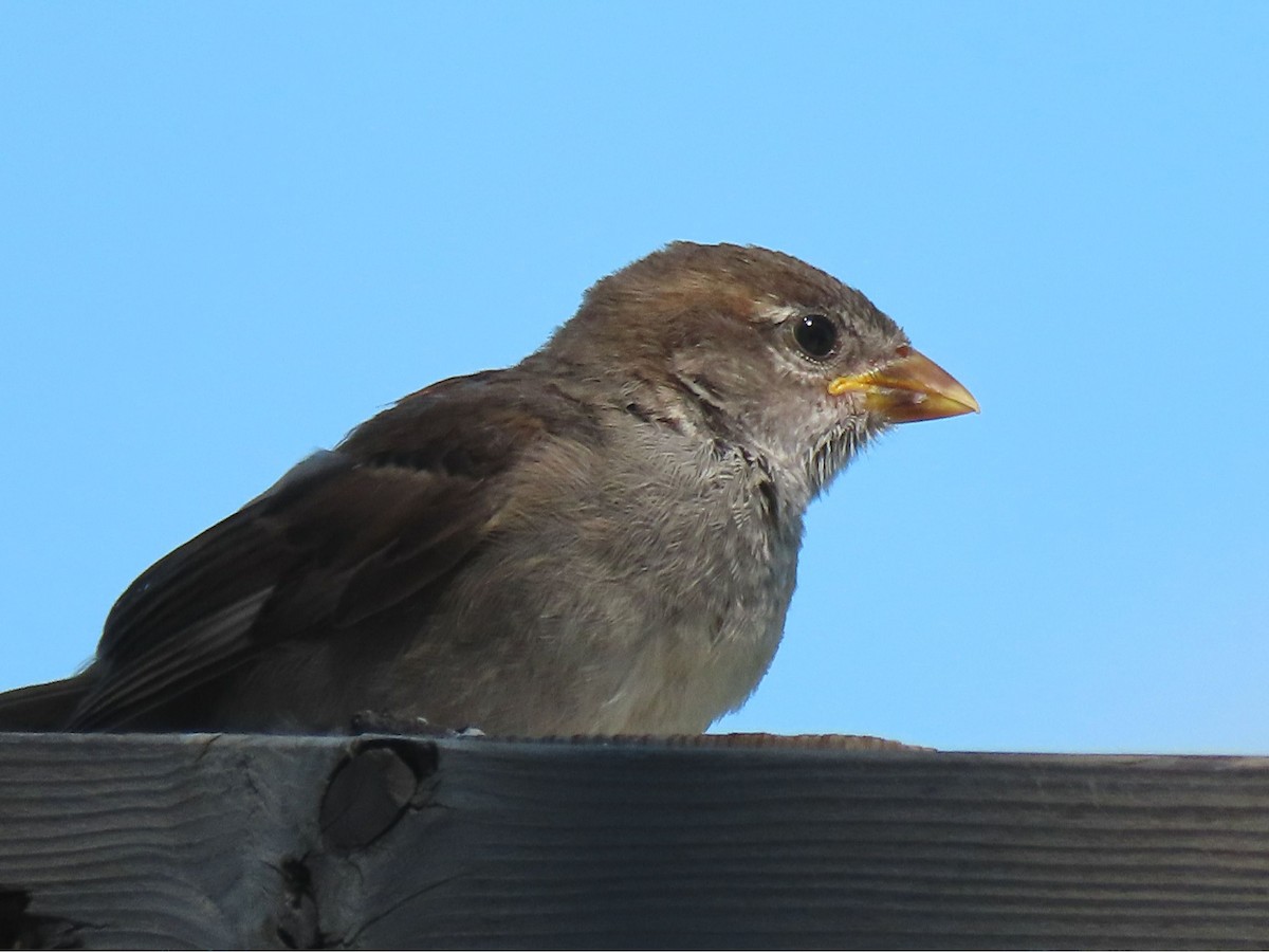 House Sparrow - ML620789009