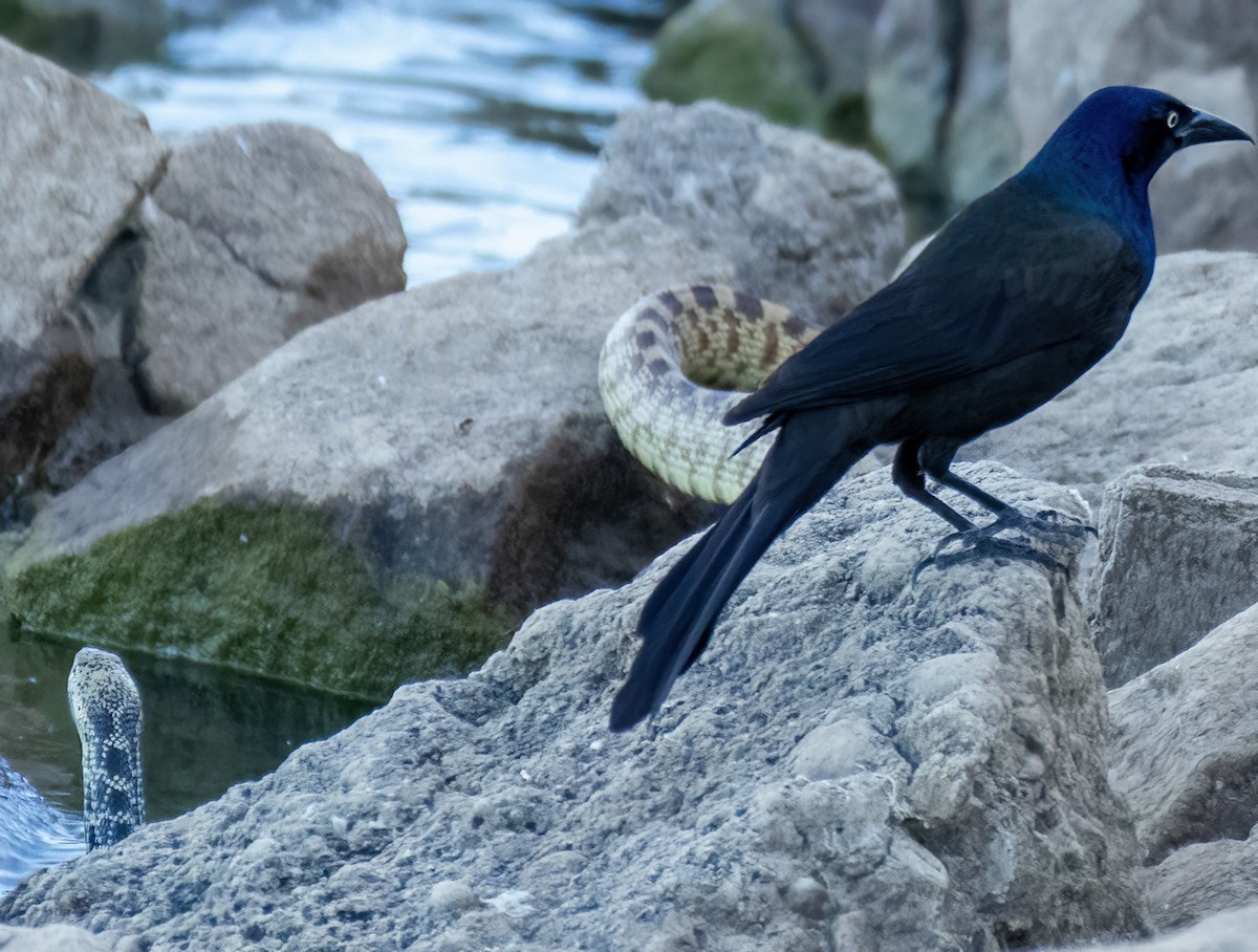 Common Grackle - ML620789010