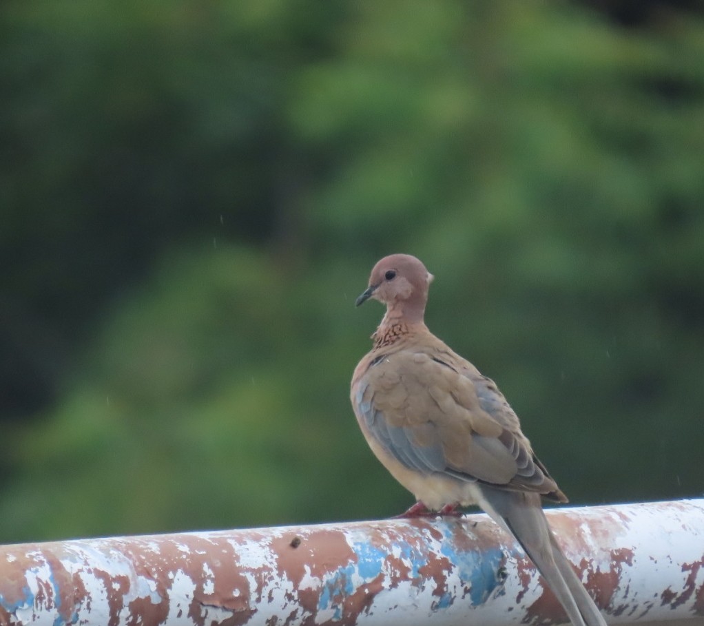 Laughing Dove - ML620789015