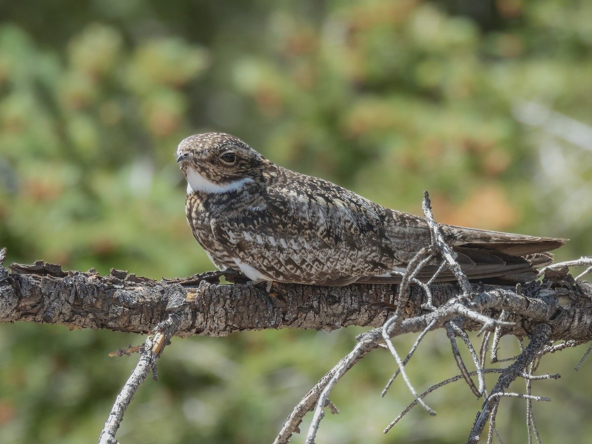 Common Nighthawk - ML620789016