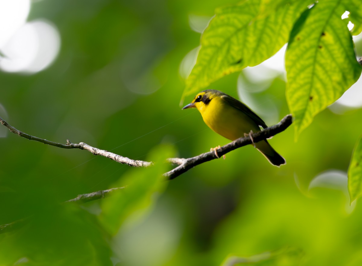 Kentucky Warbler - ML620789017