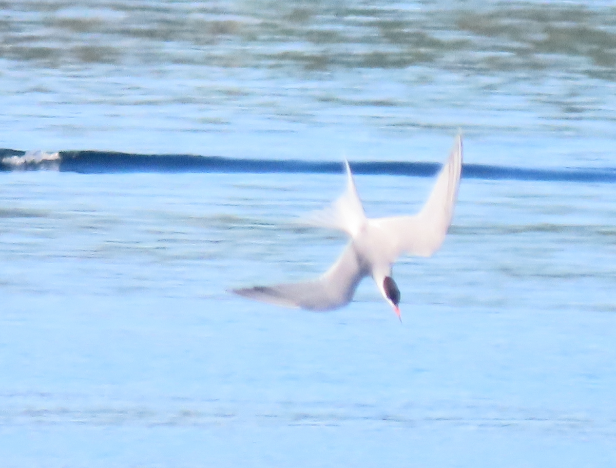 Common Tern - ML620789018