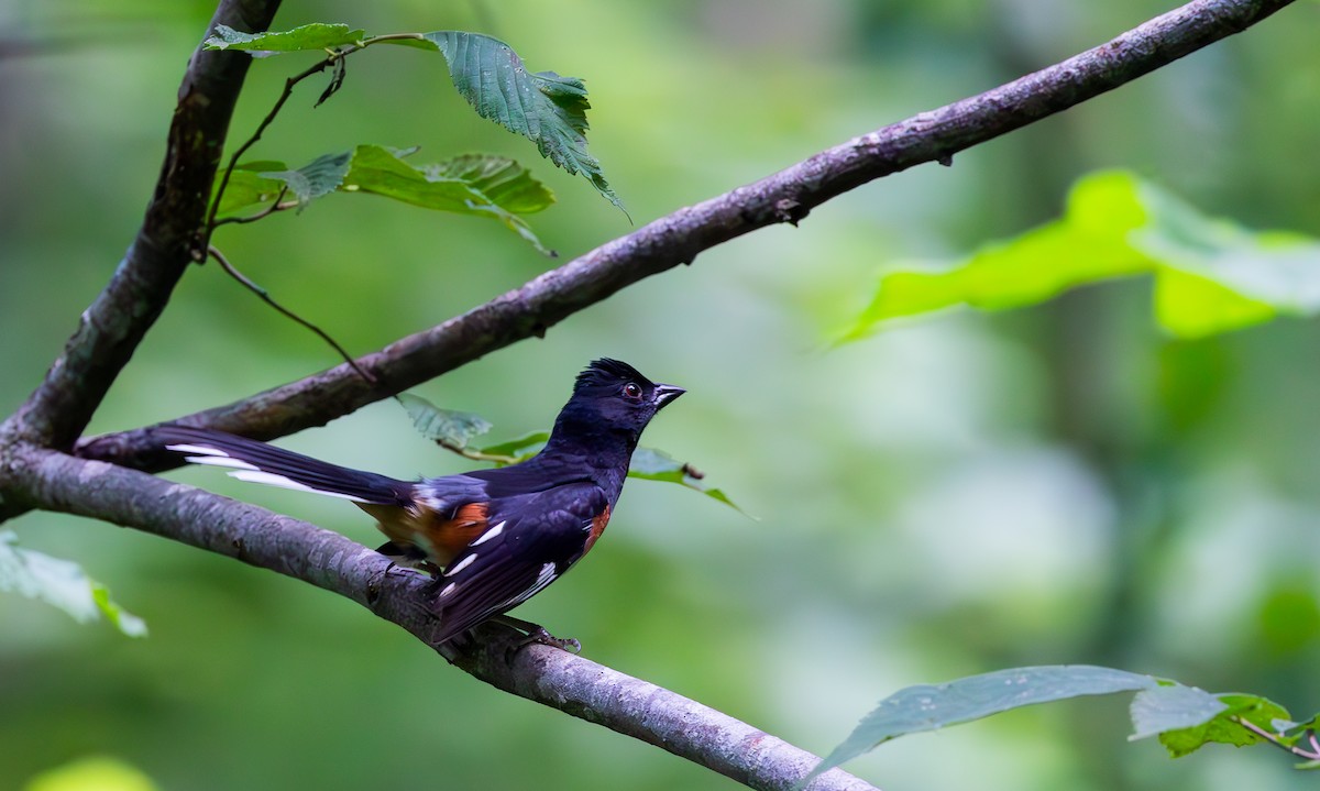 Eastern Towhee - ML620789019