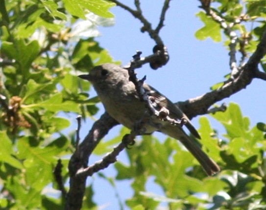 Hutton's Vireo - ML620789020