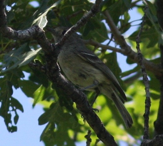 Hutton's Vireo - ML620789021