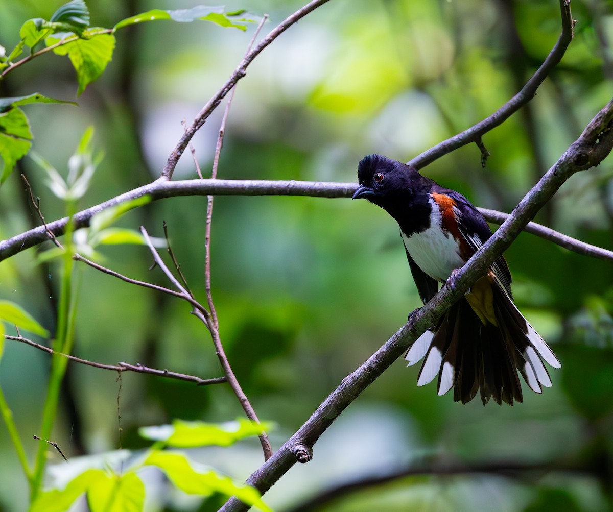 Eastern Towhee - ML620789022