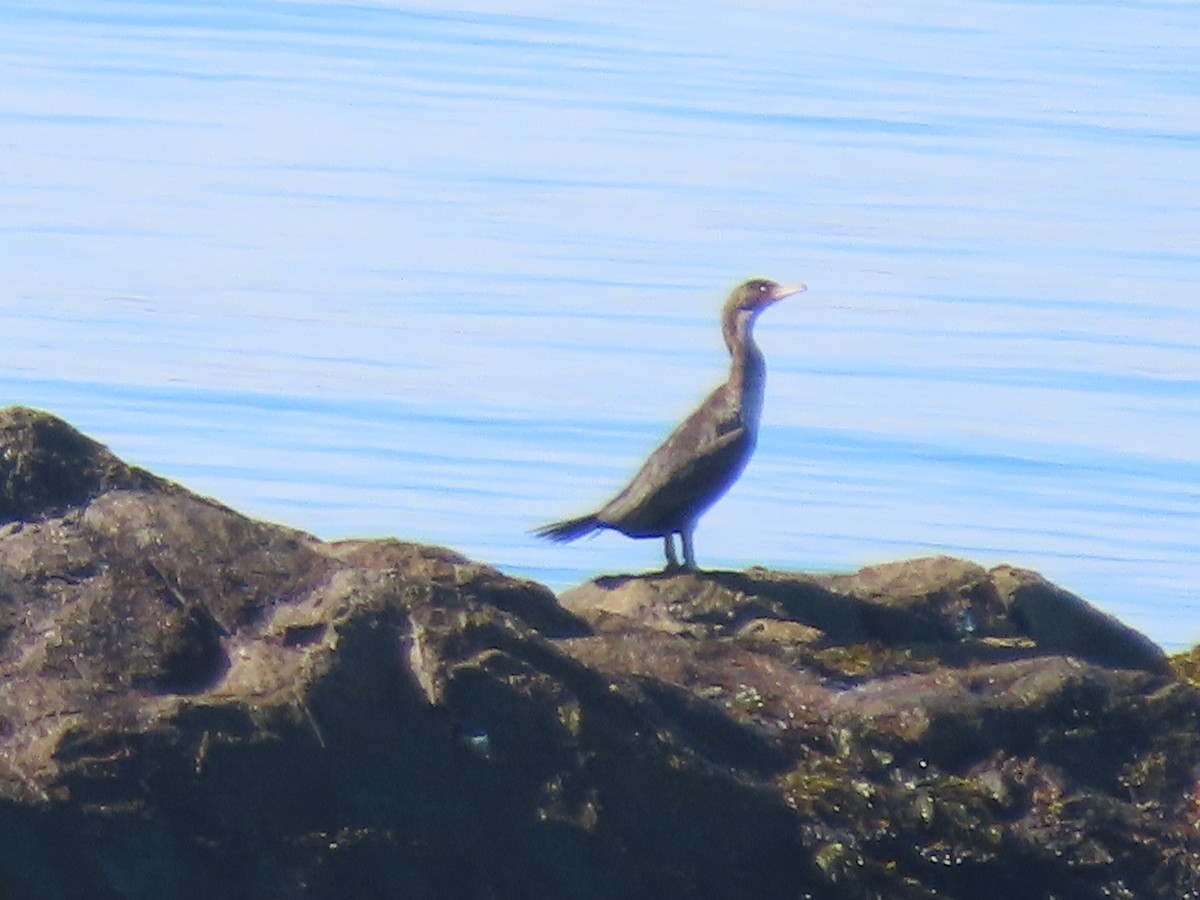 Double-crested Cormorant - ML620789023