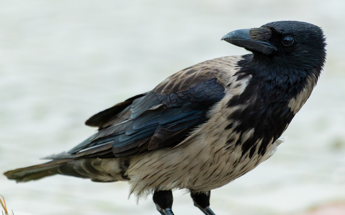 Hooded Crow - ML620789024