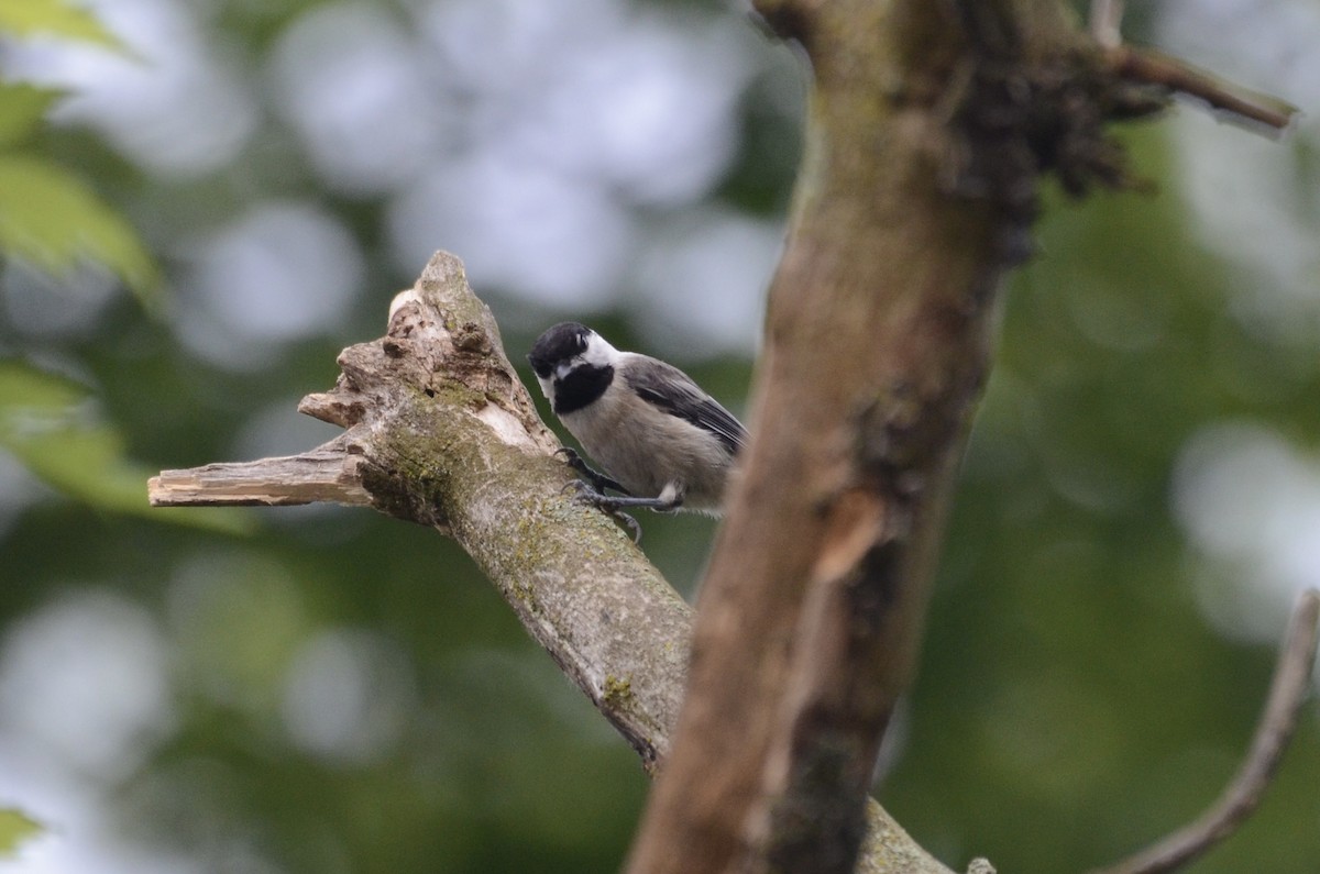 Black-capped Chickadee - ML620789025