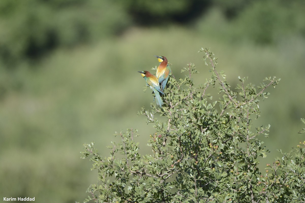 European Bee-eater - ML620789026