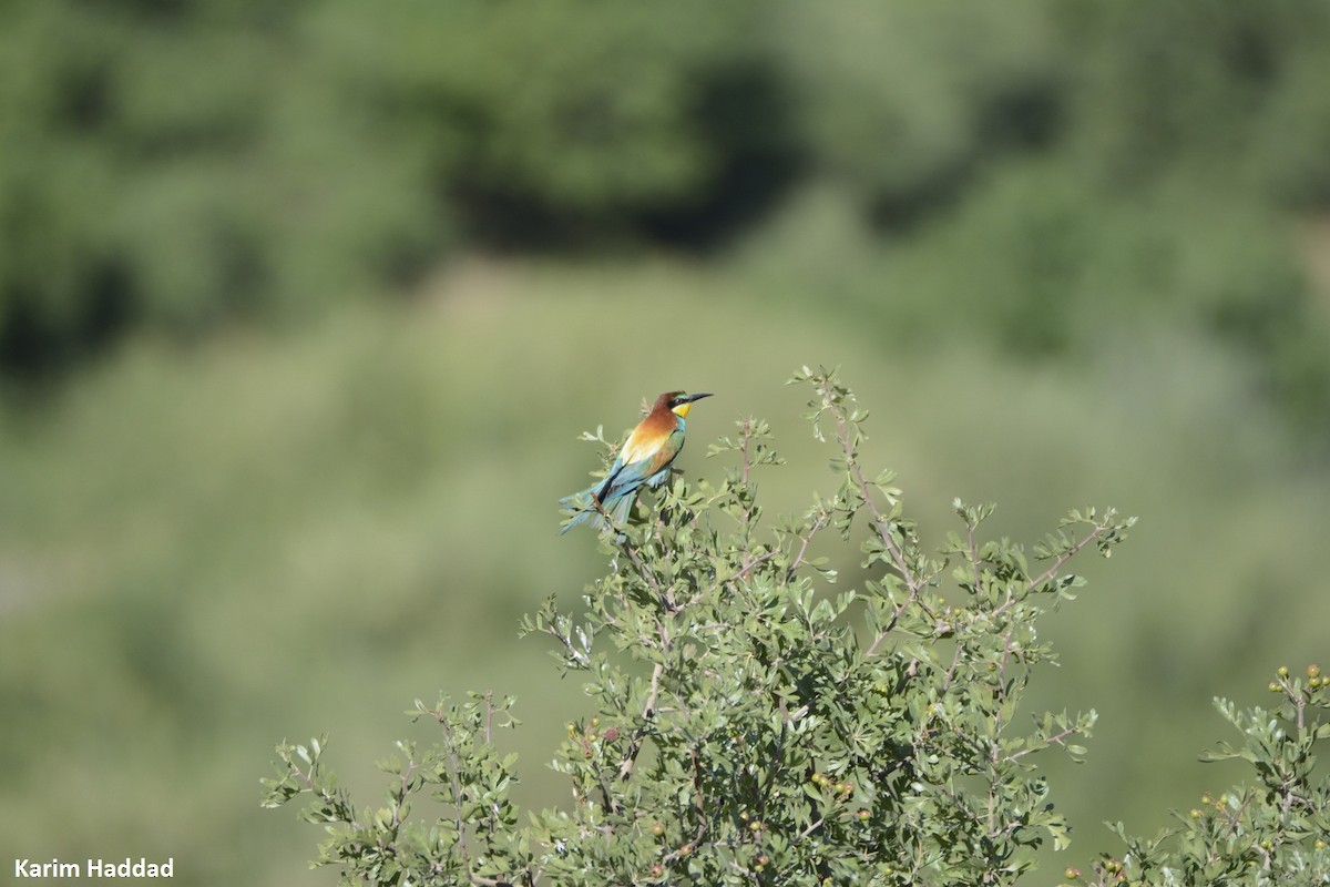 European Bee-eater - ML620789027