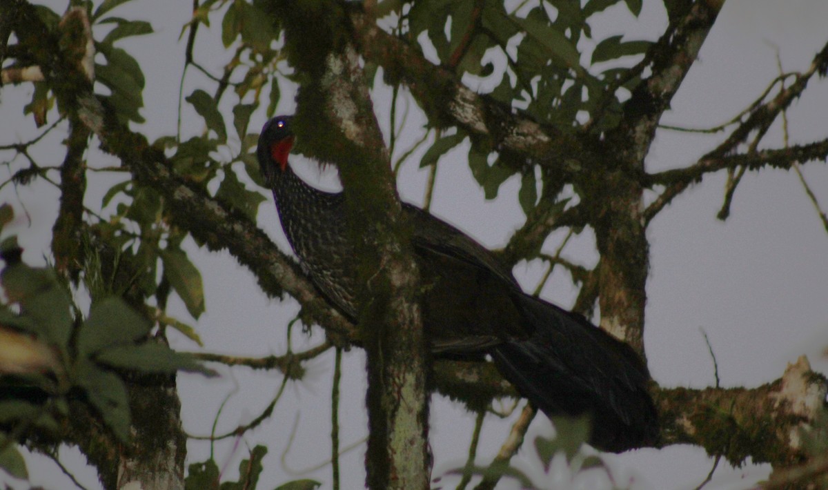 Dusky-legged Guan - ML620789028