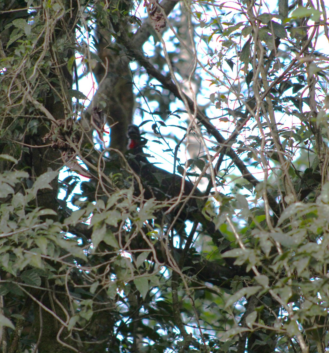 Dusky-legged Guan - ML620789029