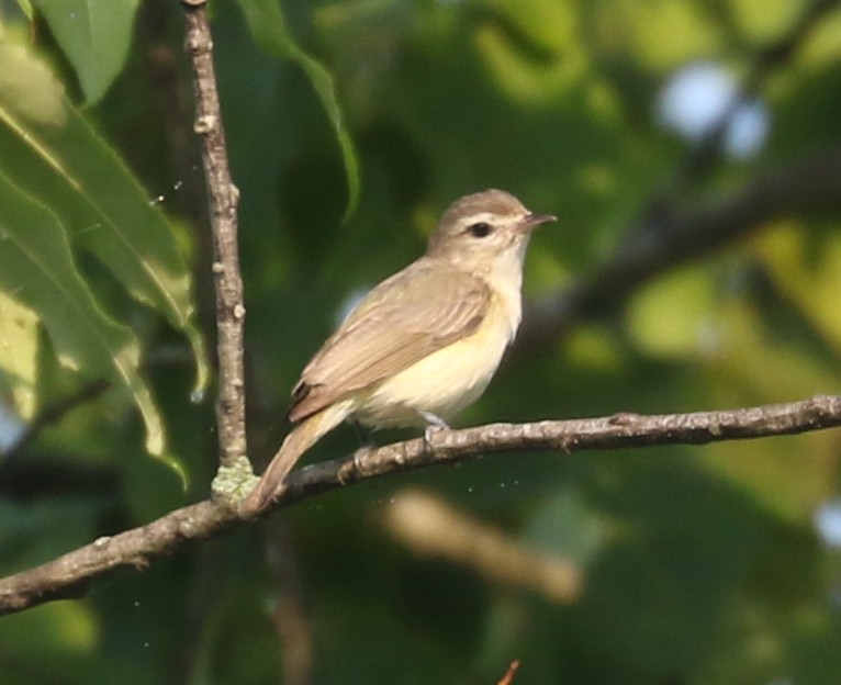 Warbling Vireo - ML620789030