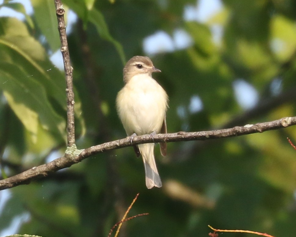 Warbling Vireo - ML620789031