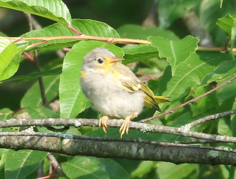 Yellow Warbler - ML620789033