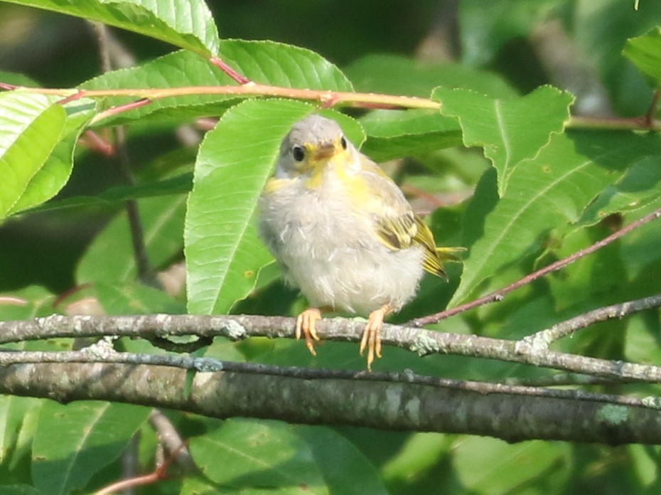 Yellow Warbler - ML620789034