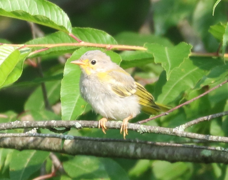 Yellow Warbler - ML620789035