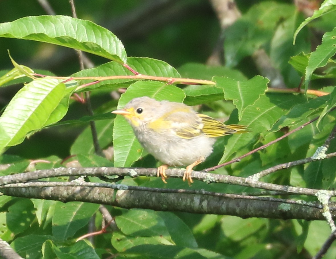 Yellow Warbler - ML620789036