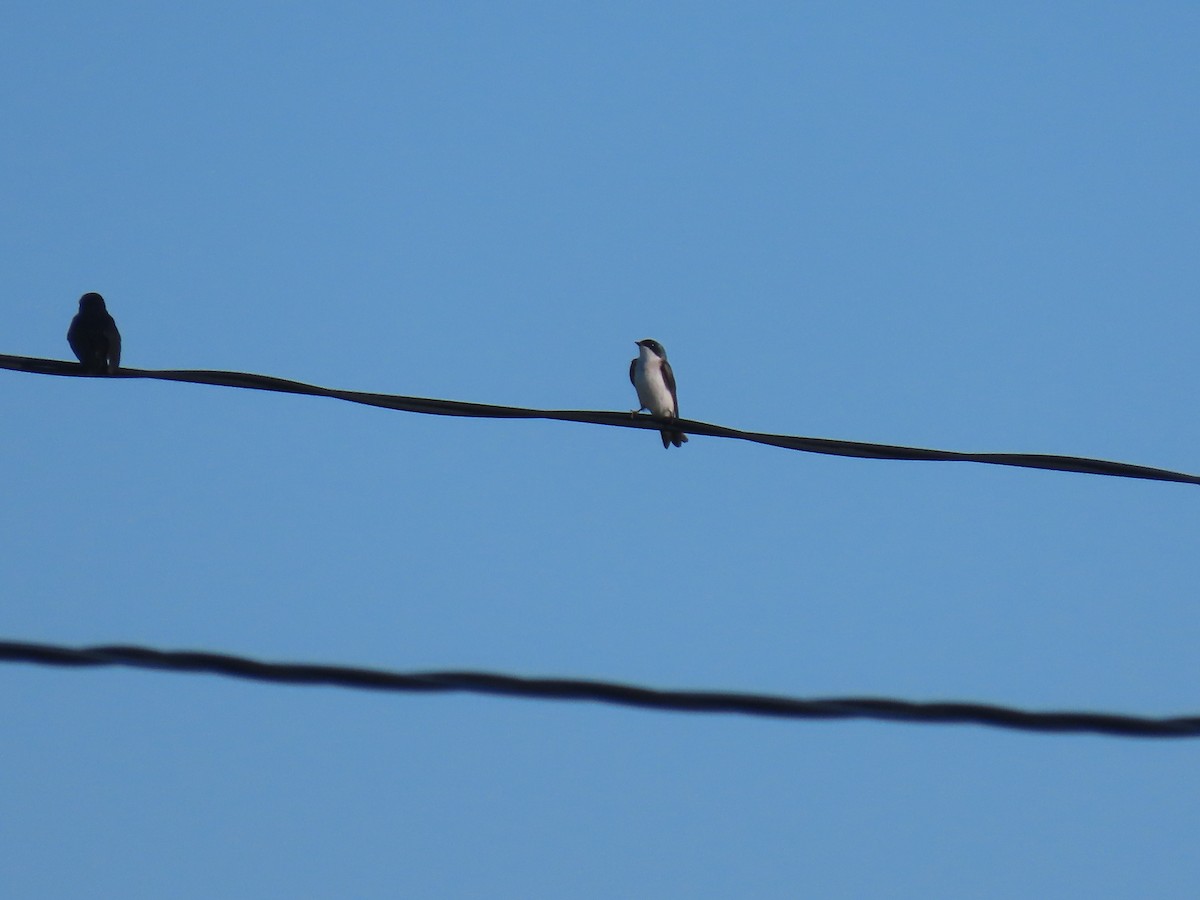 Tree Swallow - ML620789039