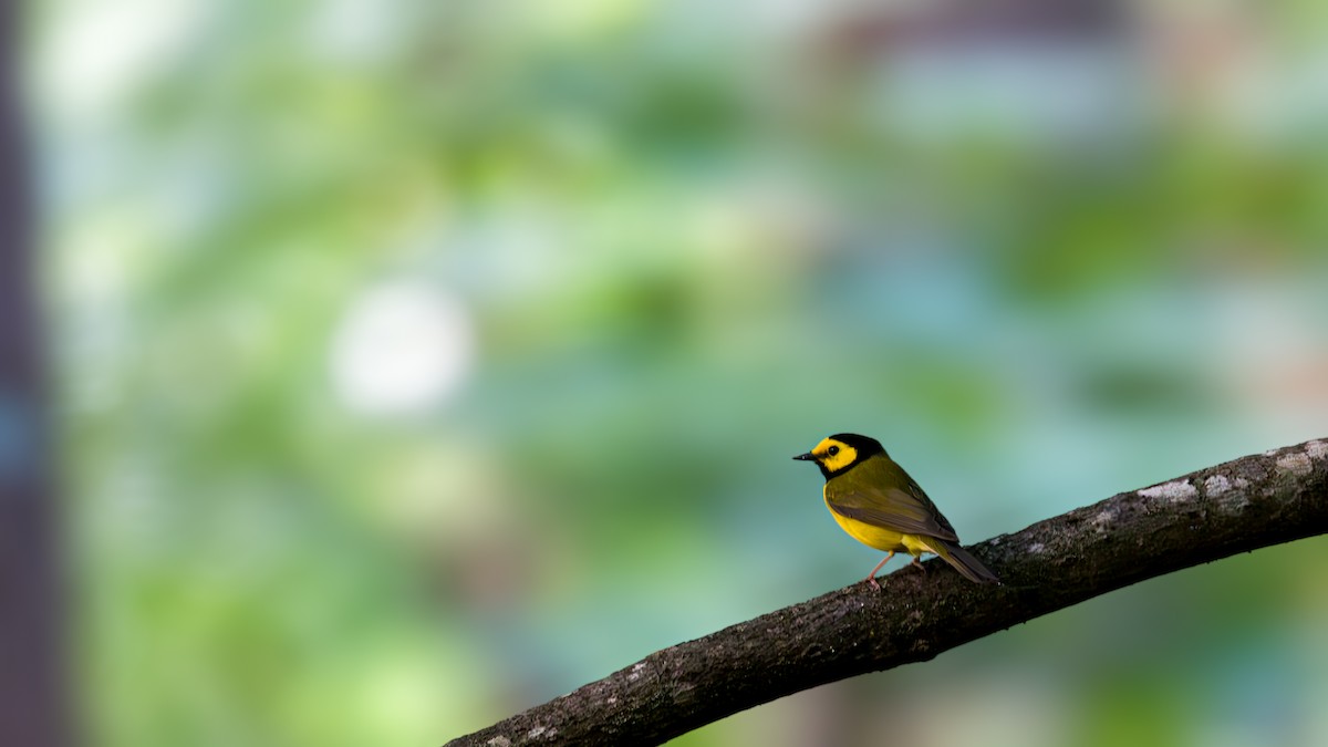 Hooded Warbler - ML620789041