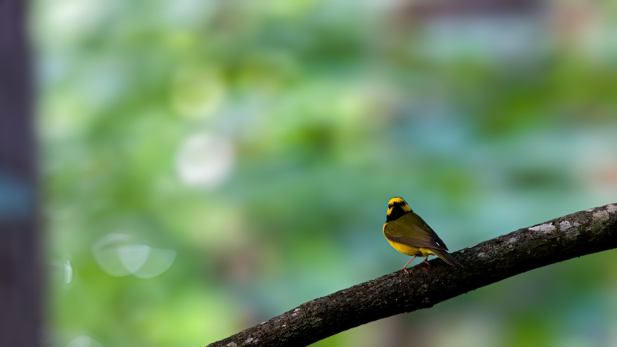 Hooded Warbler - ML620789042