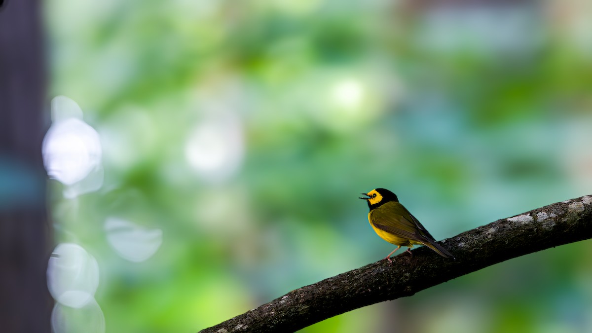 Hooded Warbler - ML620789043