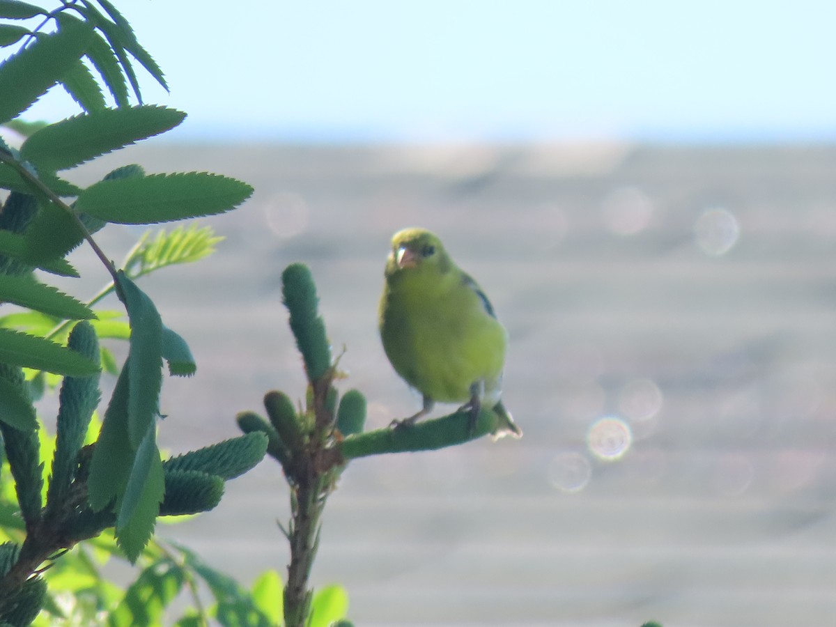 American Goldfinch - ML620789045